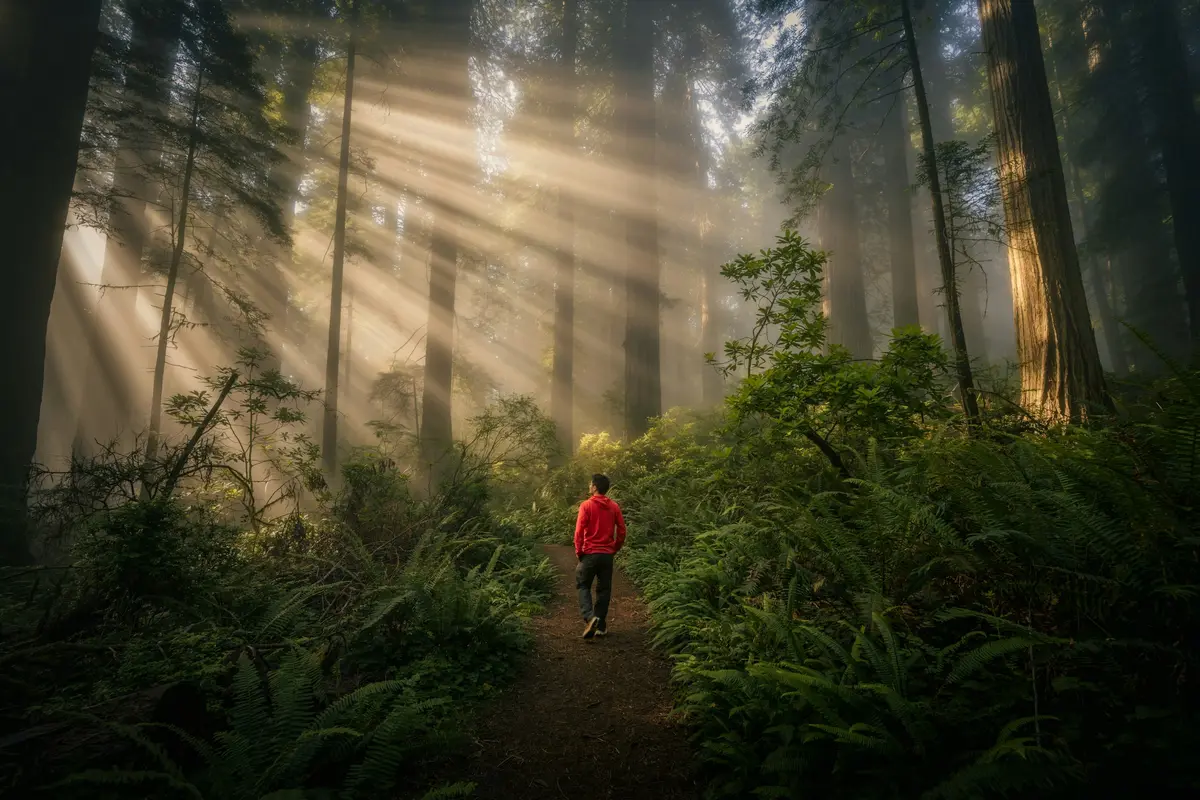 Person in a red jacket walking a forest trail through misty sunbeams