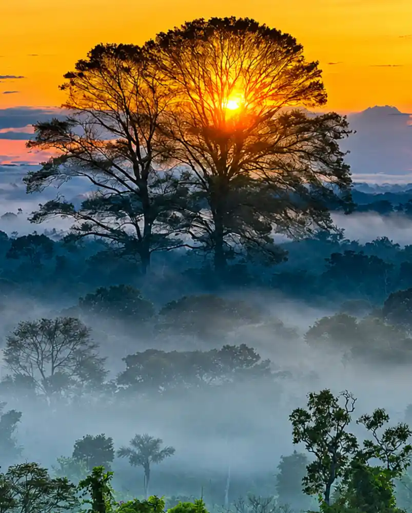 Amazon jungle at sunset, orange yellow sunset, seen through the  silhouette of a large tree much higer than jungle canopy
