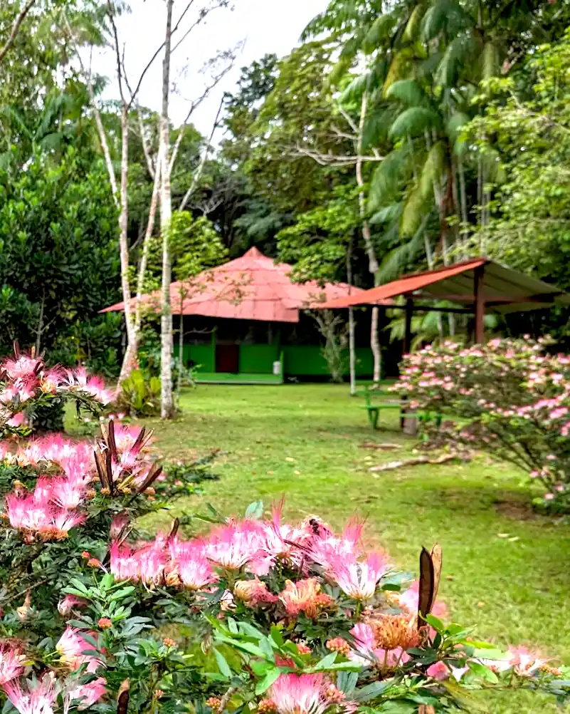 Bobinsana flowers blooming with a maloca, a ceremonial space, in the background
