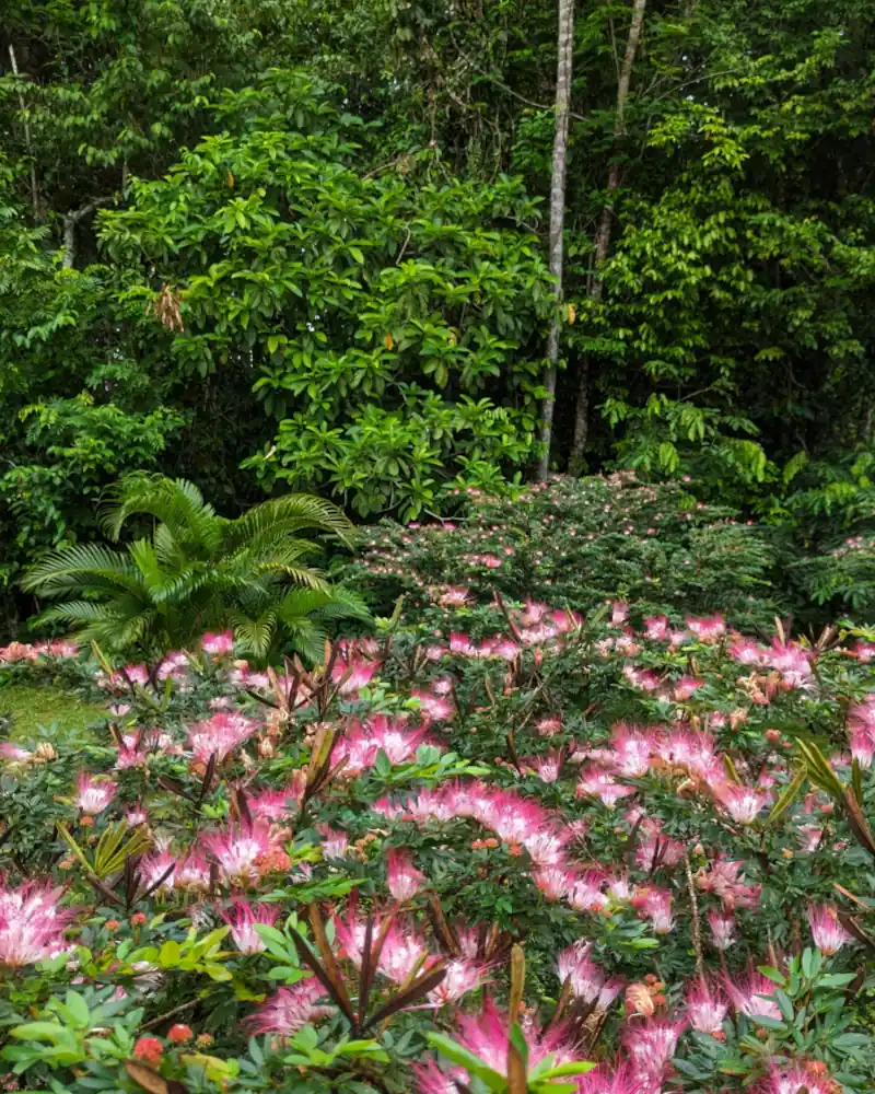 Bobinsana plant coverd in pink and white flowers in the Amazon.