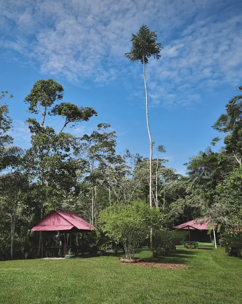 grassy lawn, trees, blues sky with white clouds, covered picnic table with reddish roof.  Amazon jungl near Iquitos Peru