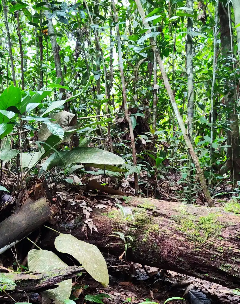 fallen log in a rich green jungle with moss growing on it