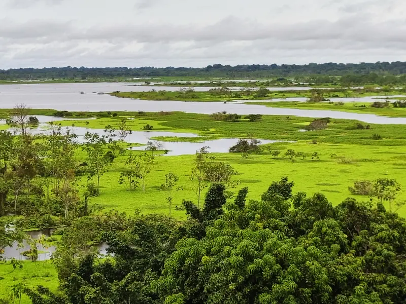 The Amazon floodplain outside Iquitos seen from above: wide green wetland cut by winding brown river channels, with forest along the horizon under an overcast sky.