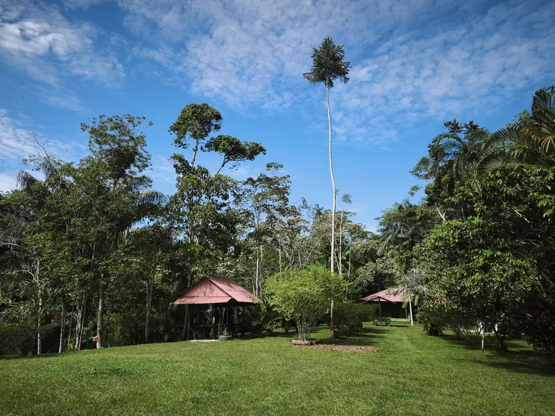 Mown lawn at the centre, with two open-sided shelters under red pitched roofs set against tall Amazon forest and a single high emergent palm.