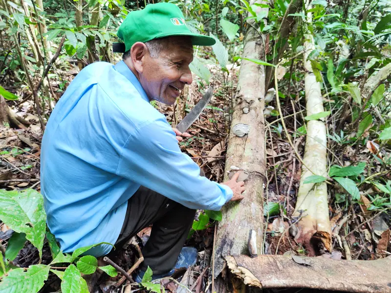Maestro Manain, in a green cap and blue work shirt, crouches beside a fallen trunk in dense forest, machete in hand, pointing out the pale shelf fungi growing along it.