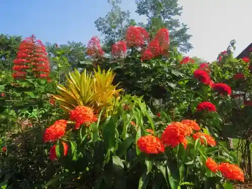 Vibrant garden with conical red flowers, yellow spiky plant, and numerous round red flower clusters under a blue sky.