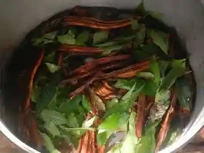 Chacruna and ayahuasca vines ready to be cooked. Green leaves and reddish-brown root-like plant material steeping in dark liquid in a pot.