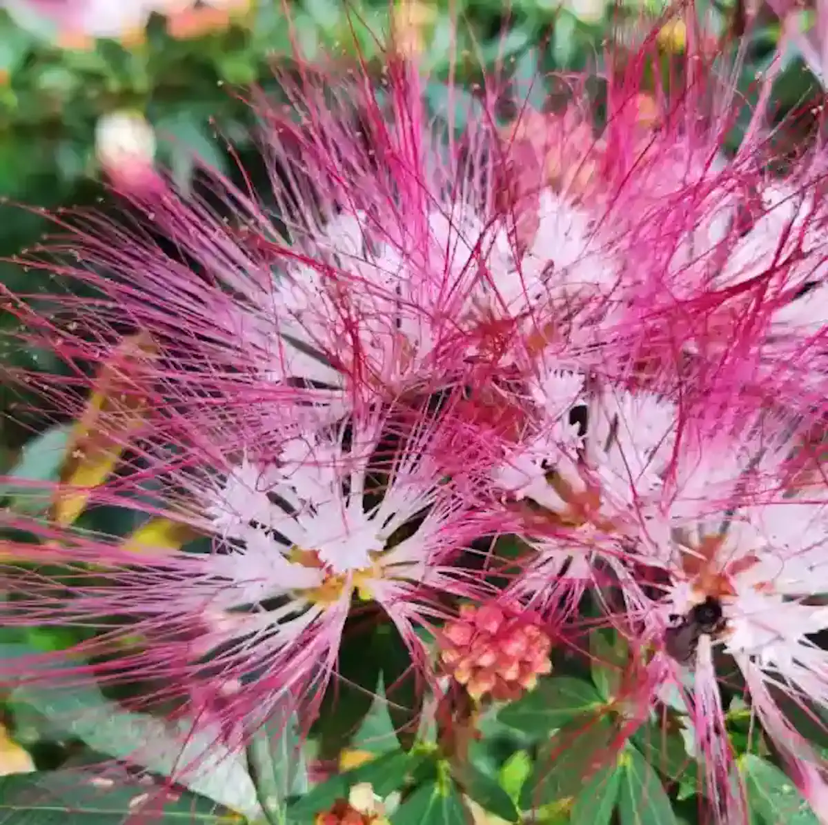 Close-up of fluffy pink and white bobinsana flowers with long stamens, a bee collecting pollen, and small buds.