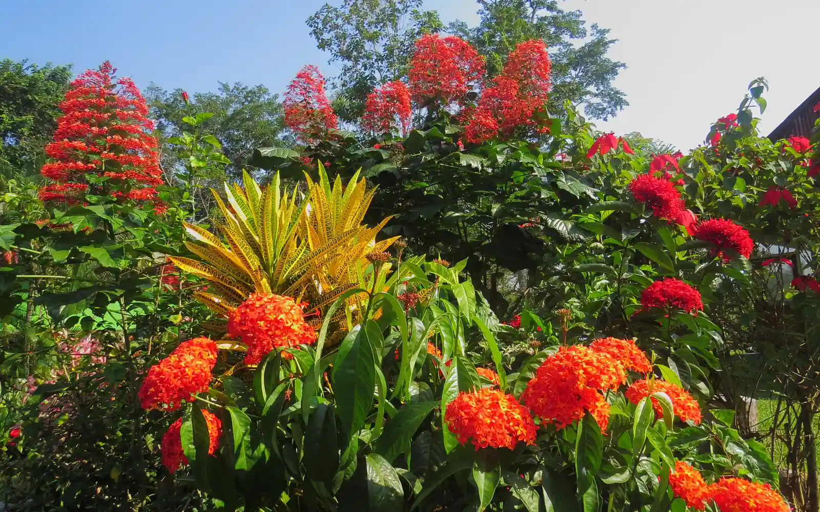 Vibrant garden with conical red flowers, yellow spiky plant, and numerous round red flower clusters under a blue sky.