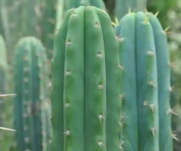 Green columnar cacti with prominent vertical ribs and small light spines; a sharp foreground cactus with blurred ones behind.