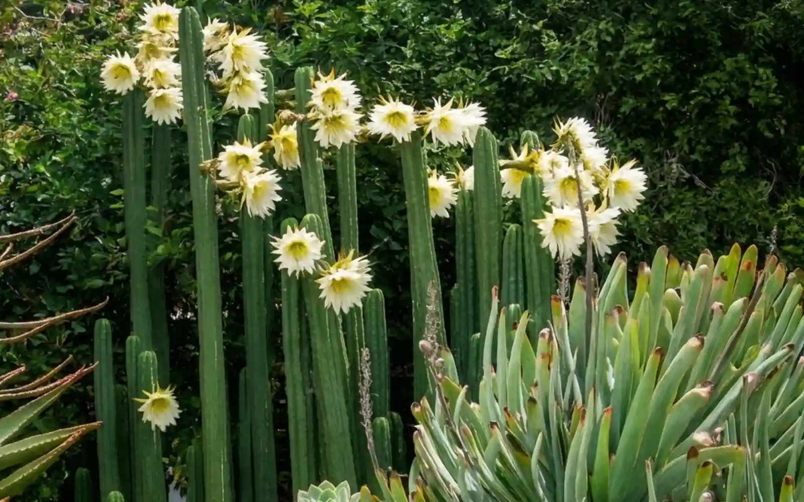 Huachuma cactus. Tall green columnar cacti with many white, spiky flowers, surrounded by other green succulents.