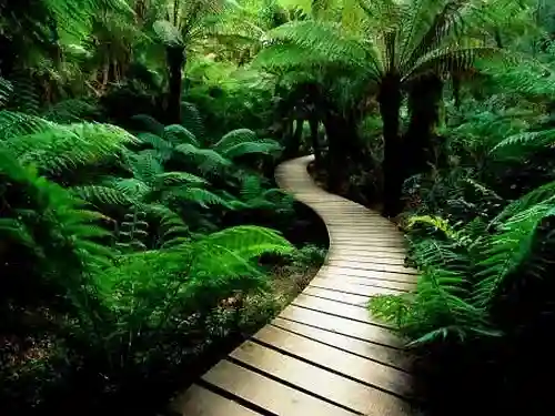 A curving wooden boardwalk winds through a dense, vibrant green forest of tall tree ferns.