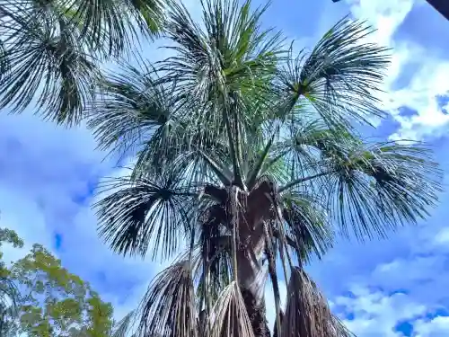 View from below a palm tree with green fronds and some dried brown fronds, against a bright blue sky with white clouds