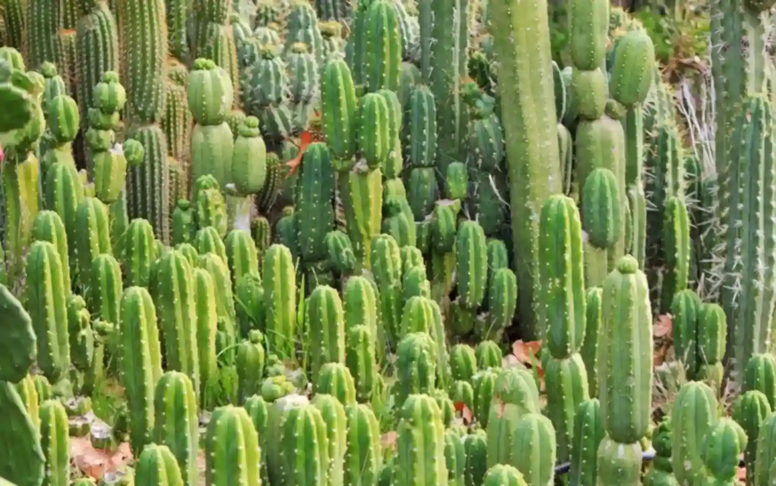 San Pedro cactus, also known as Huachuma. Numerous vibrant green columnar cacti, closely packed with pronounced vertical ribs.