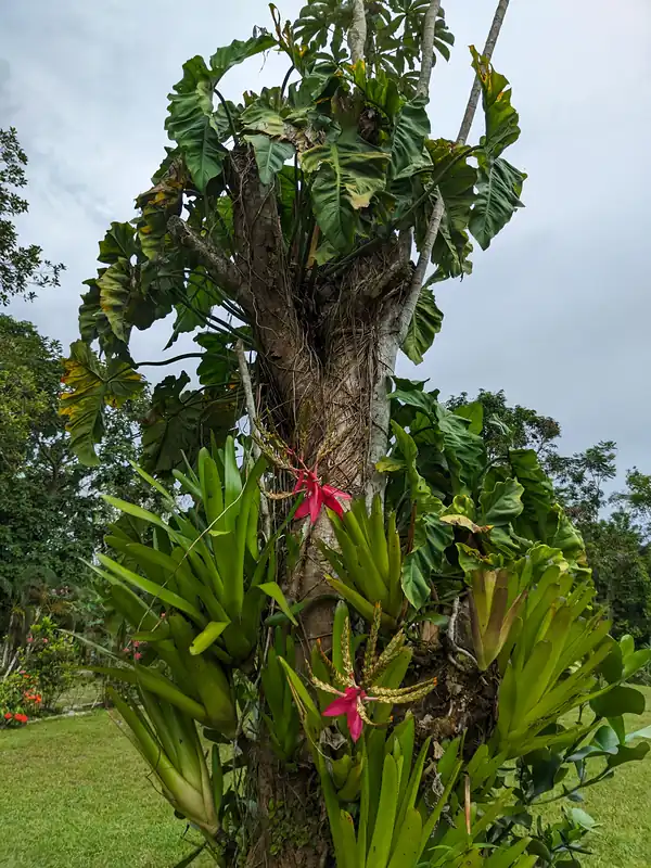 A tree trunk covered in climbing vines and bromeliads with two bright pink flowers, standing on the lawn.