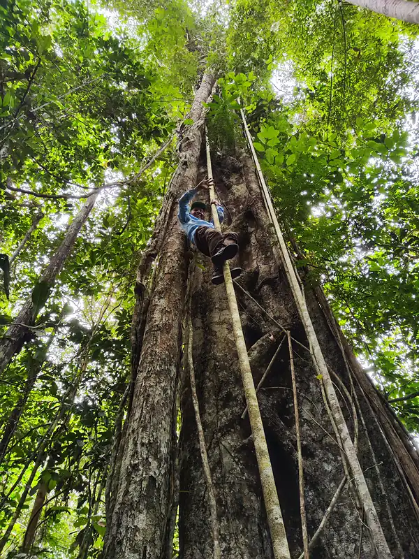 A man climbing the buttress roots of an enormous jungle tree, photographed from the forest floor.