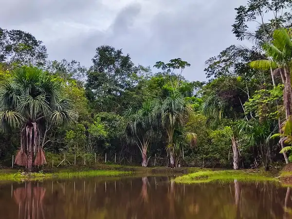 A jungle pond fringed with moriche palms reflecting the treeline under a grey sky.