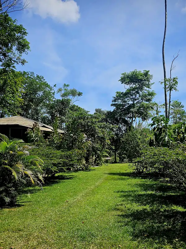 A mown grass path bordered by tropical shrubs leading toward a thatched roof building.