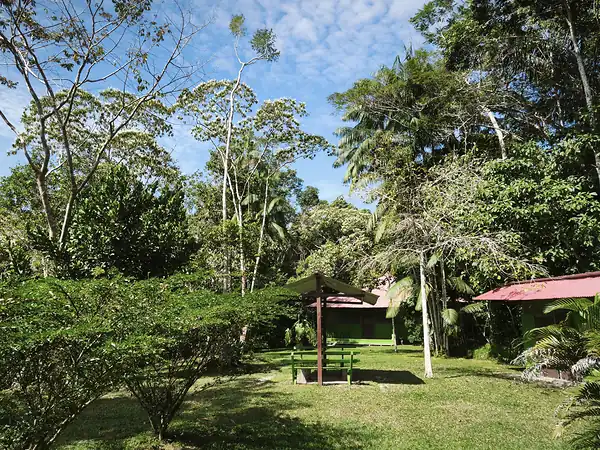 A green picnic shelter with a table on the mown lawn, backed by tall jungle trees.