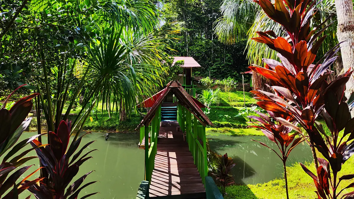 A covered wooden footbridge with green railings crosses a pond toward a small gazebo, framed by red cordyline plants.