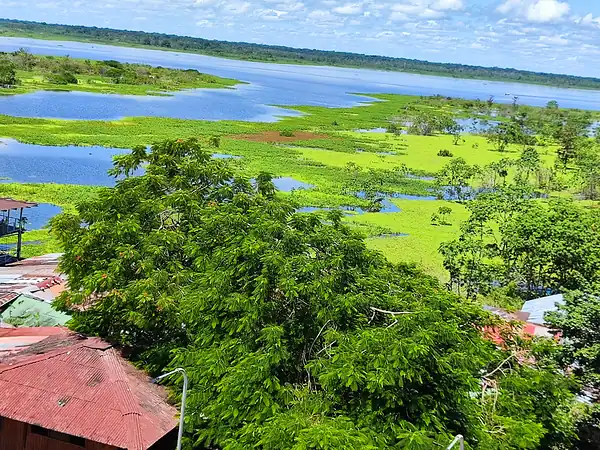 The Amazon floodplain seen from above Iquitos, with bright green vegetation and channels of open water.