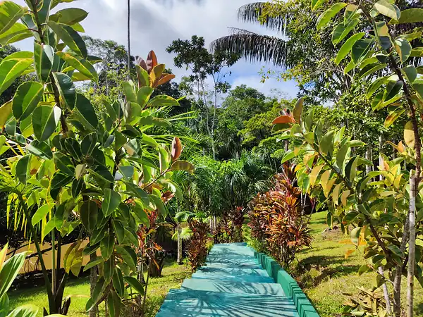 A teal painted raised walkway running between croton and palm plantings toward the jungle.
