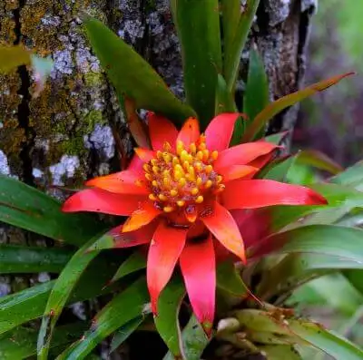 red jungle flower