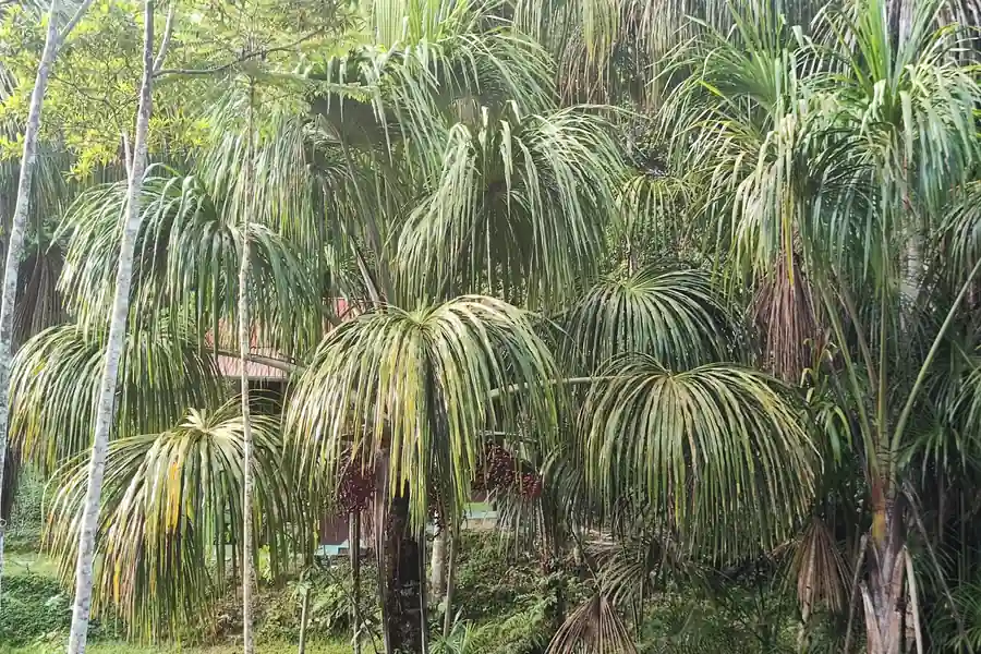 Tall aguaje palms with fanned crowns and clusters of reddish fruit stand in the jungle, a roof partly visible through the foliage.