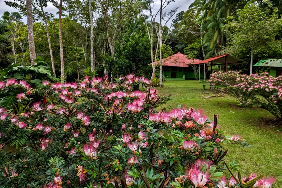 a bank of bobinsana in full pink bloom along the edge of the lawn, with the red-roofed ceremony maloca and the jungle canopy behind it