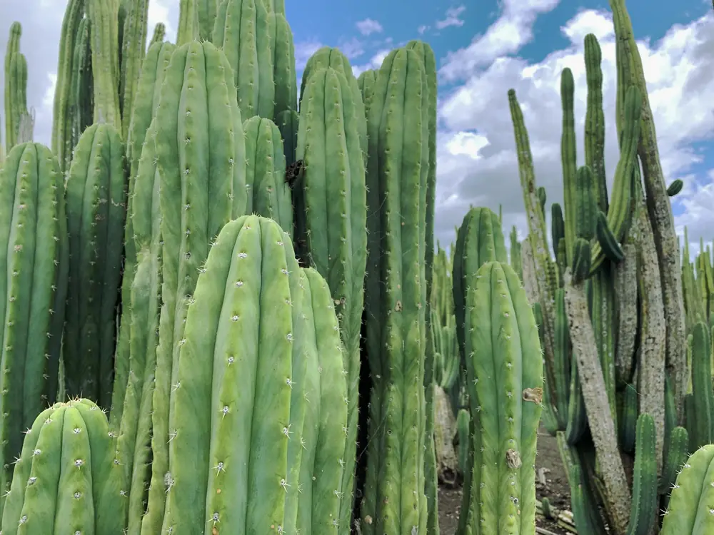 A grove of tall columnar huachuma cacti with deep vertical ribs and small pale spines, growing in open ground under a blue sky with white clouds.