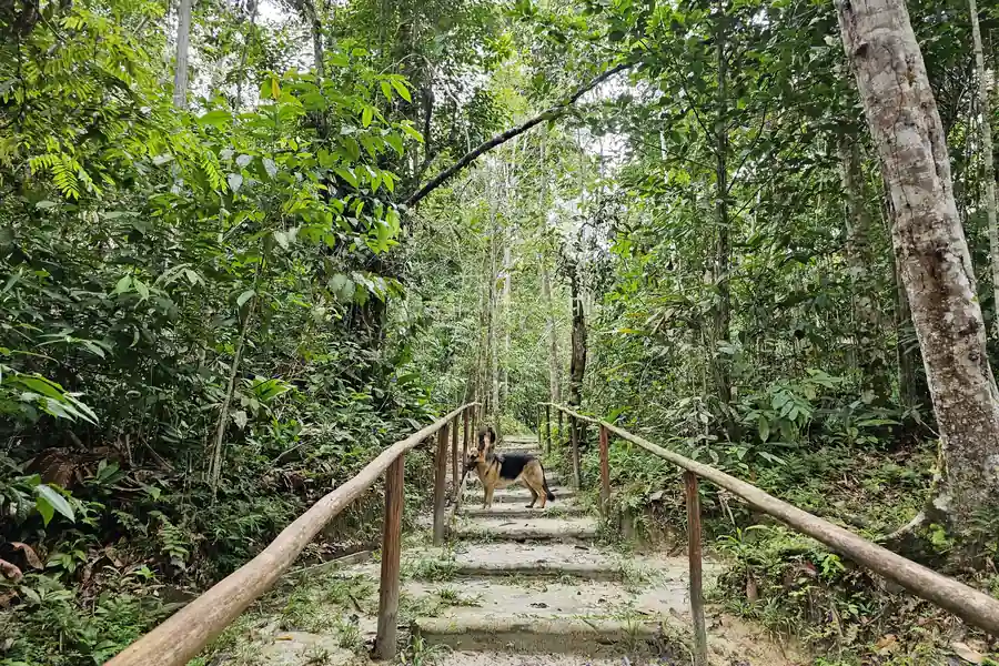 A German Shepherd stands on a log-railed boardwalk path through dense jungle on the retreat grounds.
