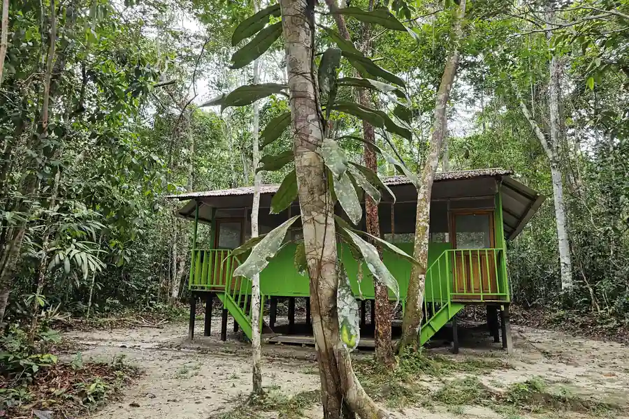 An elevated green bungalow on stilts seen through the surrounding jungle trees, on a sandy forest floor.